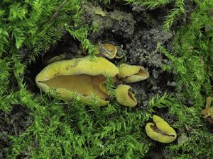 Ouško zvrásnělé - Flavoscypha phlebophora (Berk. & Broome) Harmaja 1974