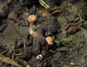 Paličkovice nachová - Claviceps purpurea (Fr.) Tul.