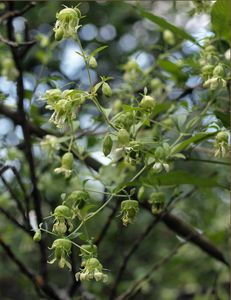 Nadmutice bobulnatá (Cucubalus baccifer L.)