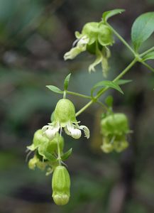 Nadmutice bobulnatá (Cucubalus baccifer L.)