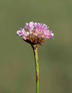 Trávnička obecná (Armeria vulgaris)