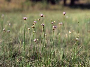 Trávnička obecná (Armeria vulgaris)