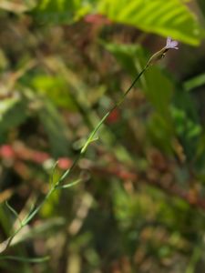 Hvozdíček prorostlý (Petrorhagia prolifera (L.) P. W. Ball & Heywo)