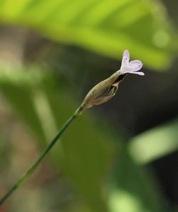 Hvozdíček prorostlý (Petrorhagia prolifera (L.) P. W. Ball & Heywo)