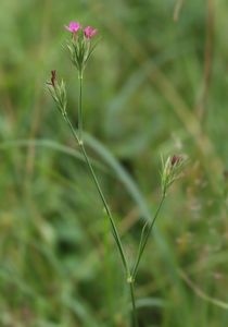 Hvozdík svazčitý (Dianthus armeria L.)