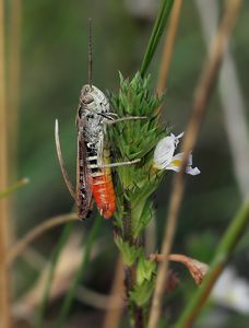 Světlík lékařský (Euphrasia rostkoviana)