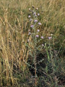 Chrpa latnatá (Centaurea stoebe L.)