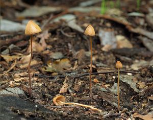 Čepičatka polokulovitá - Conocybe semiglobata Kühner & Watling 1980