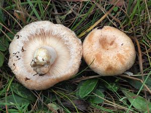 Ryzec pýřitý - Lactarius pubescens Fr. 1838