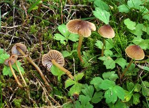 Helmovka hnědobřitá - Mycena olivaceomarginata f. olivaceomarginata (Massee) Massee