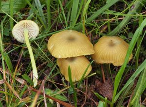 Závojenka plavozelenavá - Entoloma incanum (Fr.) Hesler 1967