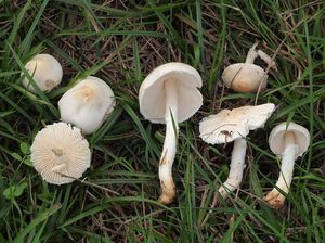 Bedla hranostajová - Lepiota erminea (Fr.) P. Kumm. 1871