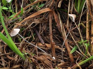 Helmovka deskovitá - Mycena stylobates (Pers.) P. Kumm. 1871