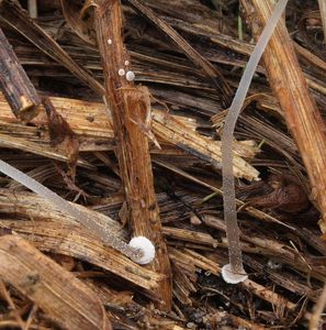 Helmovka deskovitá - Mycena stylobates (Pers.) P. Kumm. 1871