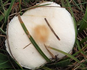 Bedla hranostajová - Lepiota erminea (Fr.) P. Kumm. 1871