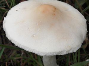 Bedla hranostajová - Lepiota erminea (Fr.) P. Kumm. 1871