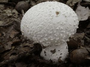 Pýchavka závojová - Lycoperdon mammiforme Pers. 1801