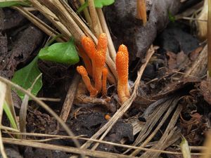 Housenice červená - Cordyceps militaris (L.) Fr. 1818