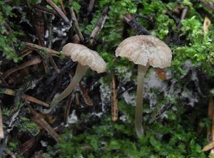 Závojenka olšová - Entoloma rhodocylix (Lasch) M.M. Moser