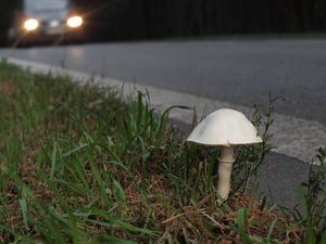 Bedla zardělá - Leucoagaricus leucothites (Vittad.) Wasser