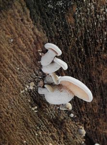 Strmělka dřevní - Ossicaulis lignatilis (Pers.) Redhead&Ginns