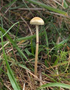 Límcovka polokulovitá - Protostropharia semiglobata (Batsch) Redhead, Monclavo et Vilgalys