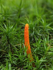 Housenice červená - Cordyceps militaris (L.) Fr. 1818