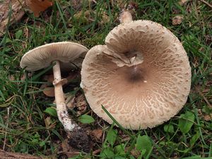 Bedla útlá - Macrolepiota mastoidea (Fr.) Singer 1951