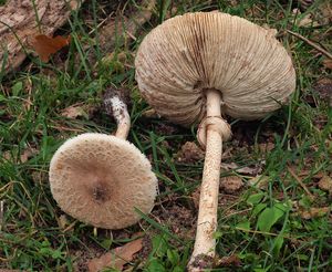 Bedla útlá - Macrolepiota mastoidea (Fr.) Singer 1951