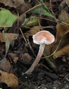 Bedla namasovělá - Lepiota subincarnata J.E. Lange 1940