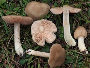 Závojenka mechovkovitá - Entoloma prunuloides (Fr.) Quél.