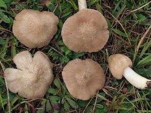 Závojenka mechovkovitá - Entoloma prunuloides (Fr.) Quél.