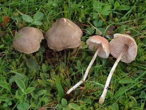 Závojenka křížovýtrusá - Entoloma nothofagi G. Stev.