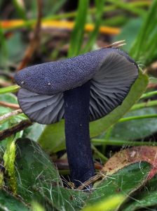 Závojenka krkavčí - Entoloma corvinum (Kühner) Noordel.