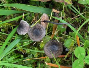 Závojenka fialově modrá - Entoloma cyanulum (Lasch) Noordel.