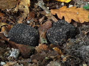 Lanýž letní - Tuber aestivum (Wulfen) Spreng.