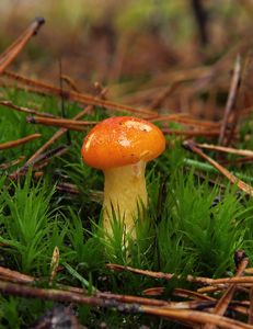 Šťavnatka zlatá - Hygrophorus hypothejus var. aureus (Arrhenius) Fr.