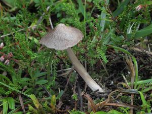 Závojenka sazolupenná - Entoloma porphyrophaeum (Fr.) P. Karst.