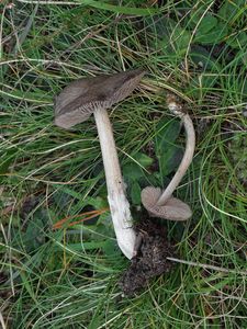 Závojenka sazolupenná - Entoloma porphyrophaeum (Fr.) P. Karst.