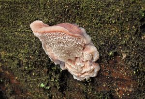 Bělochoroš fialovějící - Leptoporus mollis (Pers.) Quél. 1886