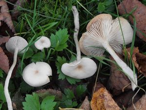 Strmělka vonná - Clitocybe fragrans (With.) P. Kumm. 1871