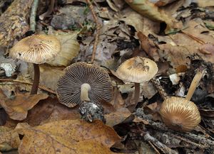 Vláknice hvězdovýtrusá - Inocybe asterospora Quél. 1880