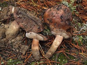 Čirůvka bělohnědá - Tricholoma albobrunneum (Pers.) P. Kumm. 1871