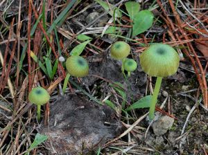 Závojenka plavozelenavá - Entoloma incanum (Fr.) Hesler 1967