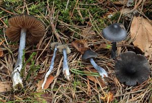 Závojenka lesklá - Entocybe nitida (Quél.) T.J. Baroni, Largent & V. Hofst.