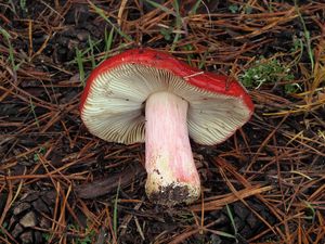 Holubinka révová - Russula xerampelina (Schaeff.) Fr. 1838