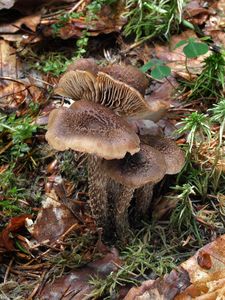 Vláknice špinavá - Inocybe calamistrata (Fr.) Gillet 1876