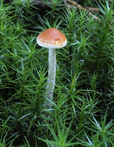 Třepenitka ploníková - Hypholoma polytrichi (Fr.) Ricken 1912