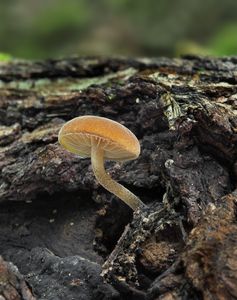 Kržatka hnědoolivová - Simocybe centunculus