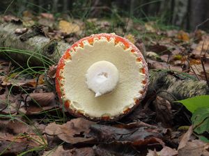Muchomůrka červená - Amanita muscaria (L.) Lam. 1783